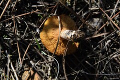 Suillus bellinii