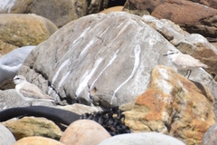 Charadrius marginatus