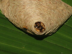 Angiopolybia