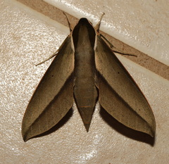 Theretra queenslandi