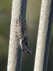 Sciota melanostyla