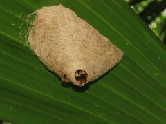 Angiopolybia
