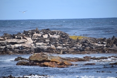 Arctocephalus pusillus pusillus