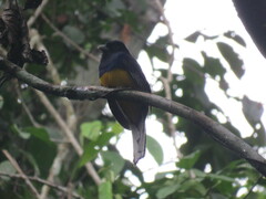 Trogon viridis