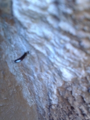 Euborellia annulipes