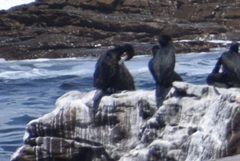 Phalacrocorax capensis