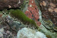 Pseudocrossidium revolutum