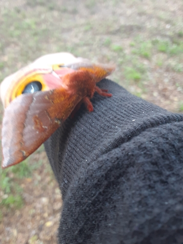 Io moth