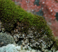 Pseudocrossidium revolutum