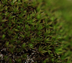 Pseudocrossidium revolutum