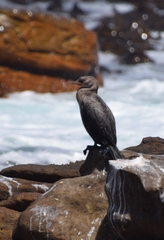 Microcarbo coronatus