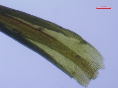 Pseudocrossidium revolutum