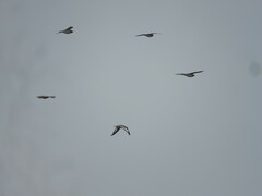 Chordeiles rupestris