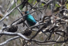 Nectarinia famosa famosa
