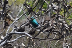 Nectarinia famosa famosa