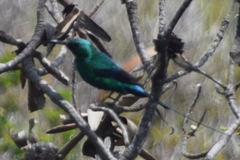 Nectarinia famosa famosa