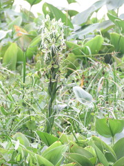 Habenaria melvillei