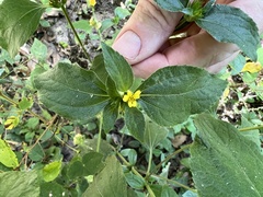 Synedrella nodiflora
