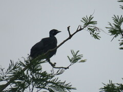 Gymnoderus foetidus