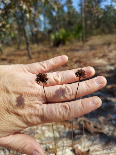 Image of Bulbostylis warei by (c) Athena Philips, some rights reserved (CC BY)