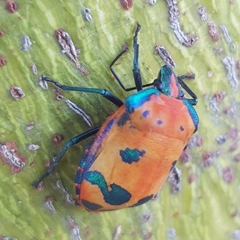 Tectocoris diophthalmus