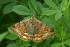 Euclidia glyphica