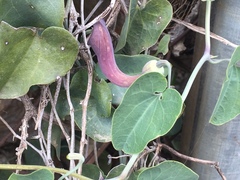 Aristolochia baetica
