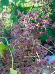 Heliocarpus terebinthinaceus