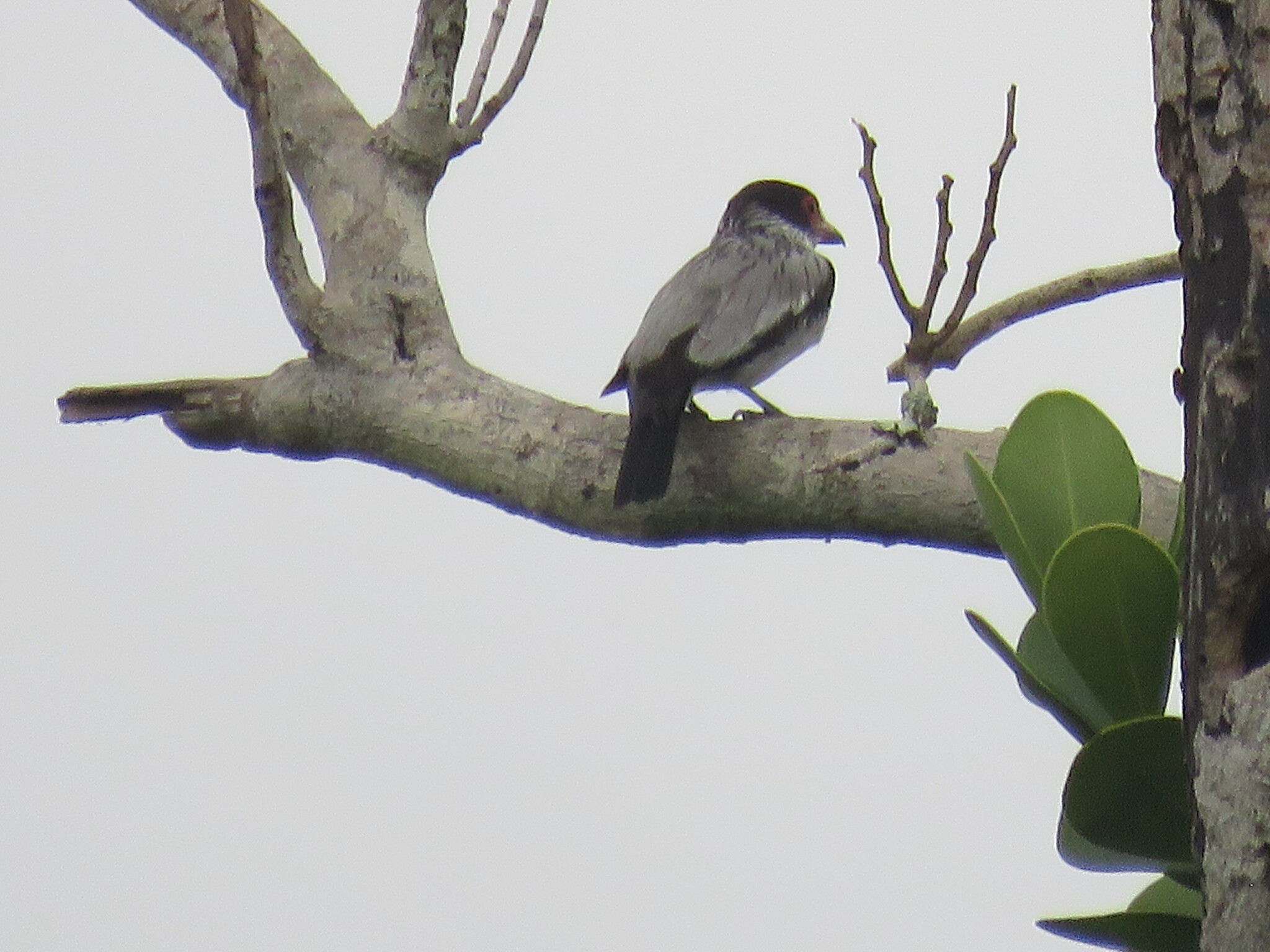 Black-tailed Tityra (Tityra cayana)