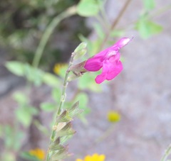 Salvia lemmonii