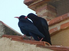 Pyrrhocorax pyrrhocorax