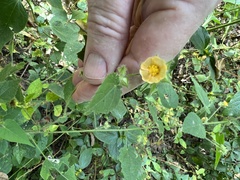 Sida cordifolia