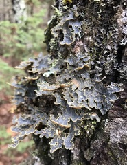 Pseudocyphellaria holarctica