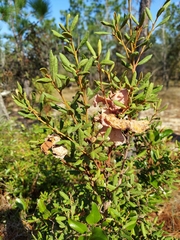 Lyonia ferruginea