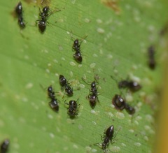 Technomyrmex albipes