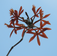 Epidendrum cinnabarinum
