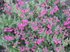 Salvia lemmonii