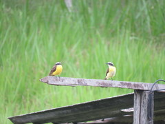 Myiozetetes cayanensis