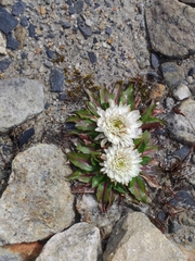 Hypochaeris sessiliflora