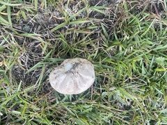 Lycoperdon radicatum