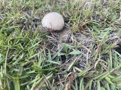 Lycoperdon radicatum