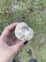 Lycoperdon radicatum