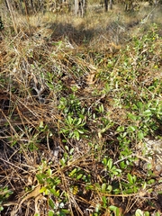Sideroxylon rufohirtum