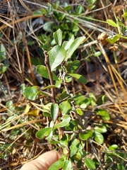 Sideroxylon rufohirtum