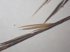 Aristida curtissii