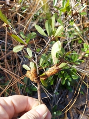 Sideroxylon rufohirtum