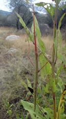 Diapheromera