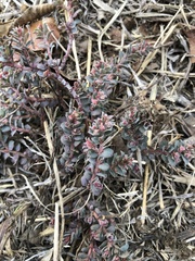 Euphorbia velleriflora