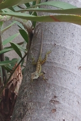 Anolis gingivinus