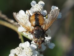 Tachina fera